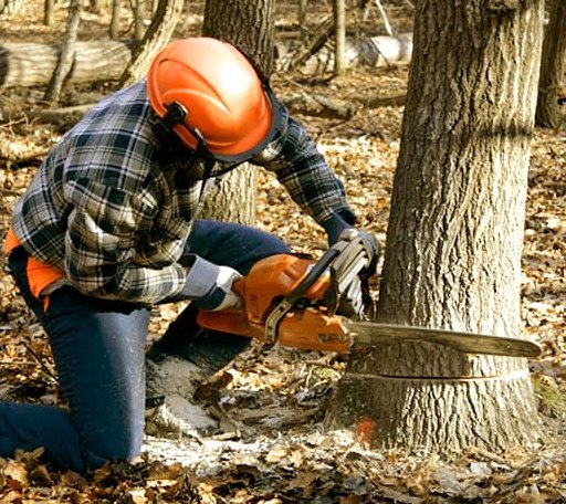 Tree Removal in Gettysburg, OH